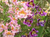 庭の花 貧しい人の蘭、蝶の花, Schizanthus フォト, 特性 ピンク