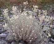 les fleurs du jardin Perle Éternelle, Anaphalis photo, les caractéristiques blanc