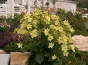 La Floraison Du Tabac (Nicotiana) jaune, les caractéristiques, photo