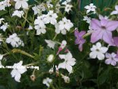 Zahradní květiny Kvetoucí Tabák, Nicotiana fotografie, charakteristiky bílá