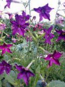 Blommande Tobak (Nicotiana) violett, egenskaper, foto