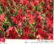 Dārza Ziedi Ziedošs Tabaka, Nicotiana foto, raksturlielumi sarkans