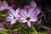 Dārza Ziedi Ziedošs Tabaka, Nicotiana foto, raksturlielumi ceriņi