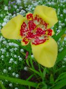 Il Fiore Della Tigre, Fiore Shell Messicano (Tigridia pavonia) giallo, caratteristiche, foto