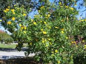 葵花子树，树金盏花，野生向日葵，向日葵墨西哥 (Tithonia) 黄, 特点, 照片