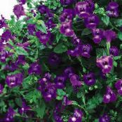Clown Blomma, Länkarm Blomma (Torenia) violett, egenskaper, foto