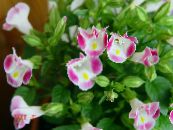 Klaun Kvetina, Wishbone Kvet (Torenia) ružová, vlastnosti, fotografie