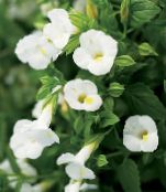 Κλόουν Λουλούδι, Ψαλίδια Λουλούδι (Torenia) λευκό, χαρακτηριστικά, φωτογραφία