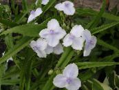 Virginia Spiderwort, Női Könnyek (Tradescantia virginiana) fehér, jellemzők, fénykép
