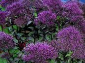 Throatwort (Trachelium) 紫, 特点, 照片