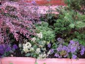 Flores de jardín Throatwort, Trachelium foto, características blanco