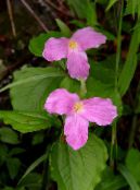 Trädgårdsblommor Trillium, Wakerobin, Tri Blomma, Birthroot foto, egenskaper rosa