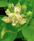 Toad Lily (Tricyrtis) yellow, characteristics, photo