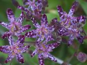 Trädgårdsblommor Padda Lilja, Tricyrtis foto, egenskaper violett