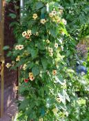 庭の花 黒い目のスーザン, Thunbergia alata フォト, 特性 黄