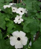 Vrtno Cvetje Black Eye Susan, Thunbergia alata fotografija, značilnosti bela
