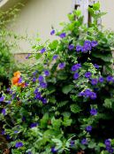 Gartenblumen Blaues Auge Susan, Thunbergia alata foto, Merkmale blau