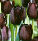 Hage Blomster Tulipan bilde, kjennetegn burgunder