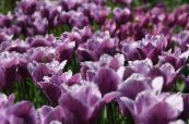 Hage Blomster Tulipan bilde, kjennetegn lilla