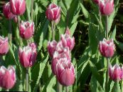 Bahçe çiçekleri Lâle, Tulipa fotoğraf, özellikleri pembe