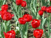 Gradina Flori Lalea, Tulipa fotografie, caracteristici roșu