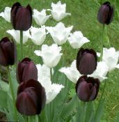 Dārza Ziedi Tulpe, Tulipa foto, raksturlielumi melns
