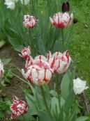 Dārza Ziedi Tulpe, Tulipa foto, raksturlielumi sarkans