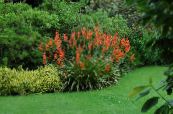 Gartenblumen Watsonia, Signalhorn Lilie foto, Merkmale rot