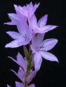 Flores do Jardim Watsonia, Lírio Bugle foto, características lilás
