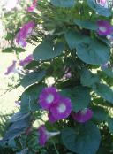 Грамофонче, Синьо Зори Цвете (Ipomoea) розов, характеристики, снимка