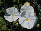 Gloria Dimineață, Floare Albastra Zori (Ipomoea) alb, caracteristici, fotografie