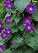 庭の花 アサガオ、青夜明けの花, Ipomoea フォト, 特性 パープル