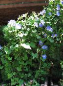 Trädgårdsblommor Morning Glory, Blå Gryning Blomma, Ipomoea foto, egenskaper ljusblå