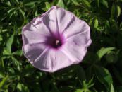 Trädgårdsblommor Morning Glory, Blå Gryning Blomma, Ipomoea foto, egenskaper lila