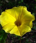 Záhradné kvety Pupenec, Modrý Svitania Kvetina, Ipomoea fotografie, vlastnosti žltá