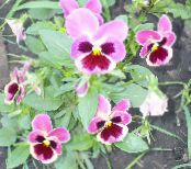 Градински цветове Виола, Теменуга, Viola  wittrockiana снимка, характеристики розов