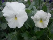 Градински цветове Виола, Теменуга, Viola  wittrockiana снимка, характеристики бял