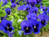 Viola, Pansy (Viola  wittrockiana) blå, egenskaper, foto