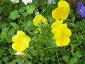 Градински цветове Виола, Теменуга, Viola  wittrockiana снимка, характеристики жълт