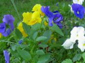 Trädgårdsblommor Viola, Pansy, Viola  wittrockiana foto, egenskaper ljusblå