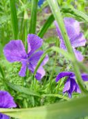 Рогат Теменуга, Рогато Виолетово (Viola cornuta) люляк, характеристики, снимка