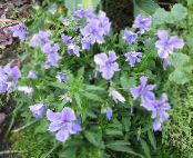 Horned Pansy, Horned Violet (Viola cornuta) gorm éadrom, saintréithe, grianghraf