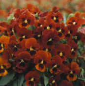 Ragains Atraitnīte, Horned Violets (Viola cornuta) sarkans, raksturlielumi, foto