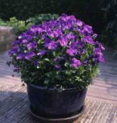 Horned Pansy, Horned Violet (Viola cornuta) corcra, saintréithe, grianghraf