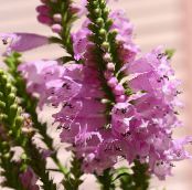 Flores de jardín Planta Obediente, Falsa Dragonhead, Physostegia foto, características rosa