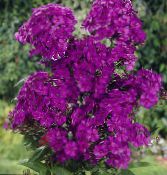 Garden Phlox (Phlox paniculata) purple, characteristics, photo