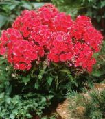 I fiori da giardino Giardino Phlox, Phlox paniculata foto, caratteristiche rosso