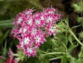 ბაღის ყვავილები წლიური Phlox, Drummond ის Phlox, Phlox drummondii ფოტო, მახასიათებლები ვარდისფერი