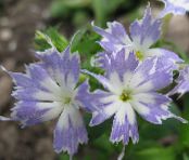 ბაღის ყვავილები წლიური Phlox, Drummond ის Phlox, Phlox drummondii ფოტო, მახასიათებლები ღია ლურჯი