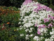 Градински цветове Годишният Флокс, Флокс Дръмонд Е, Phlox drummondii снимка, характеристики бял